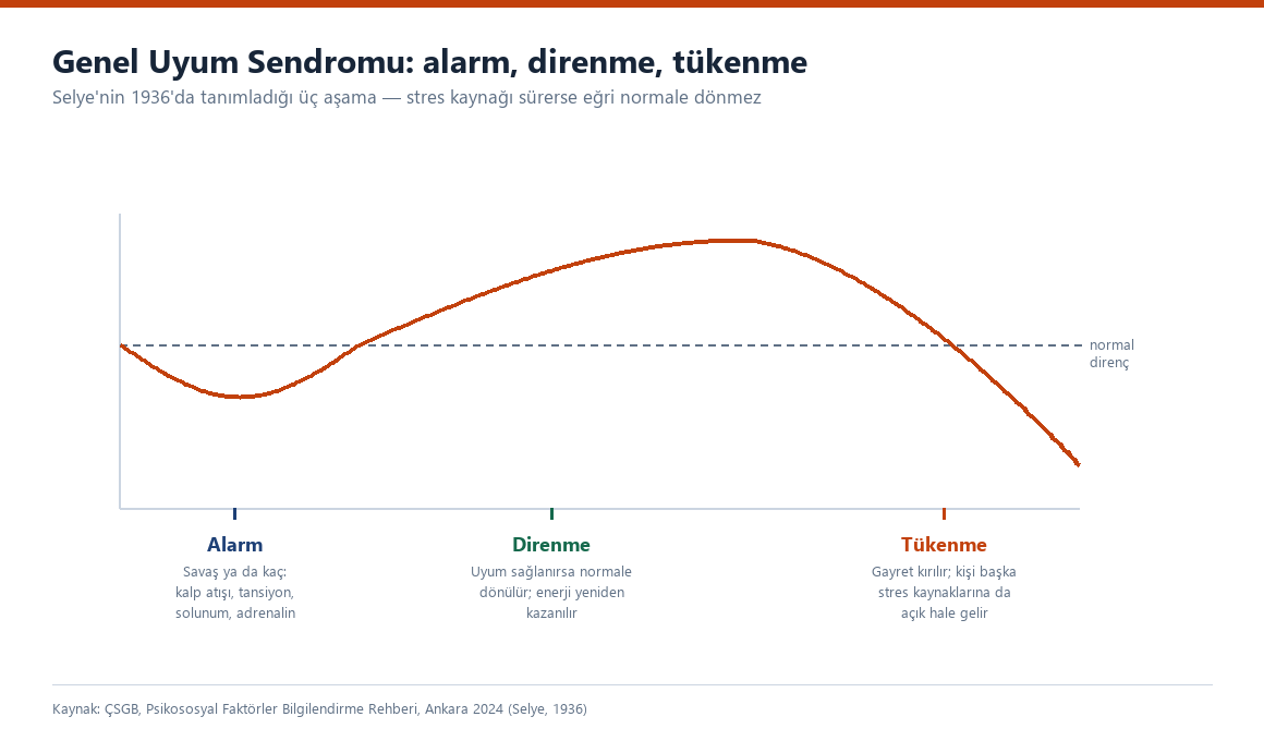 Selye Genel Uyum Sendromu egrisi: alarm, direnme ve tukenme asamalari ile normal direnc duzeyi